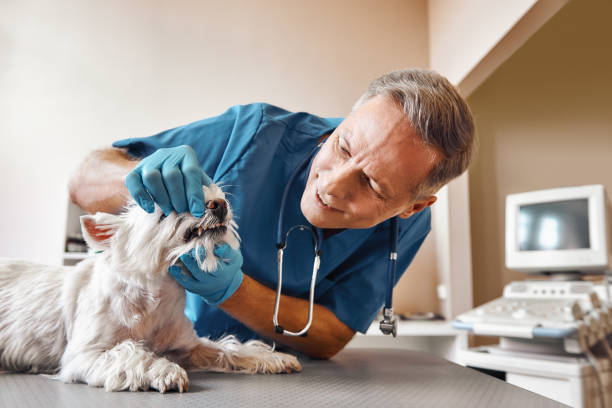  Copperas Cove, TX Emergency Dentist Pros